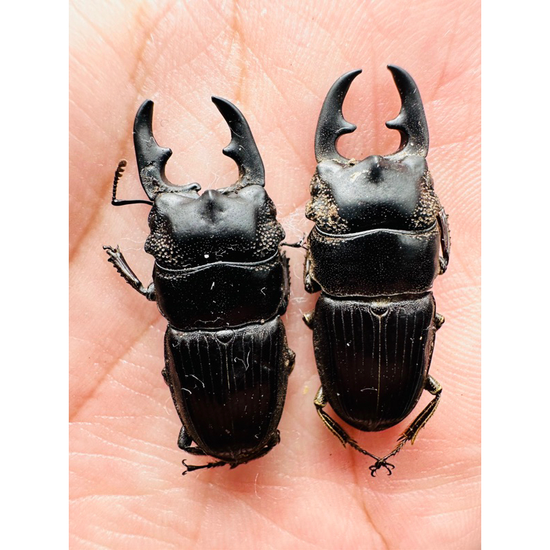 昆蟲標本（死的非活體）婆羅洲 aegus acuminatus acuminatus