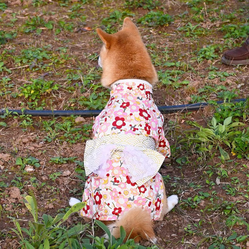 寵物狗狗衣服 柯基柴犬衣服L號