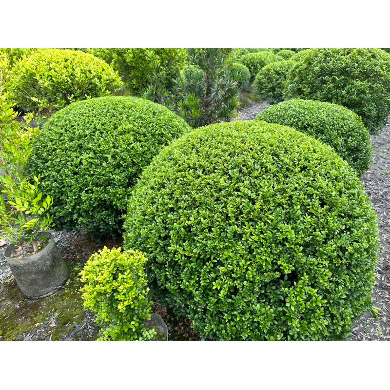 🌱財記園藝☘️🌲球型細葉七里香（特大顆）🌲👉～購買請私訊聊聊