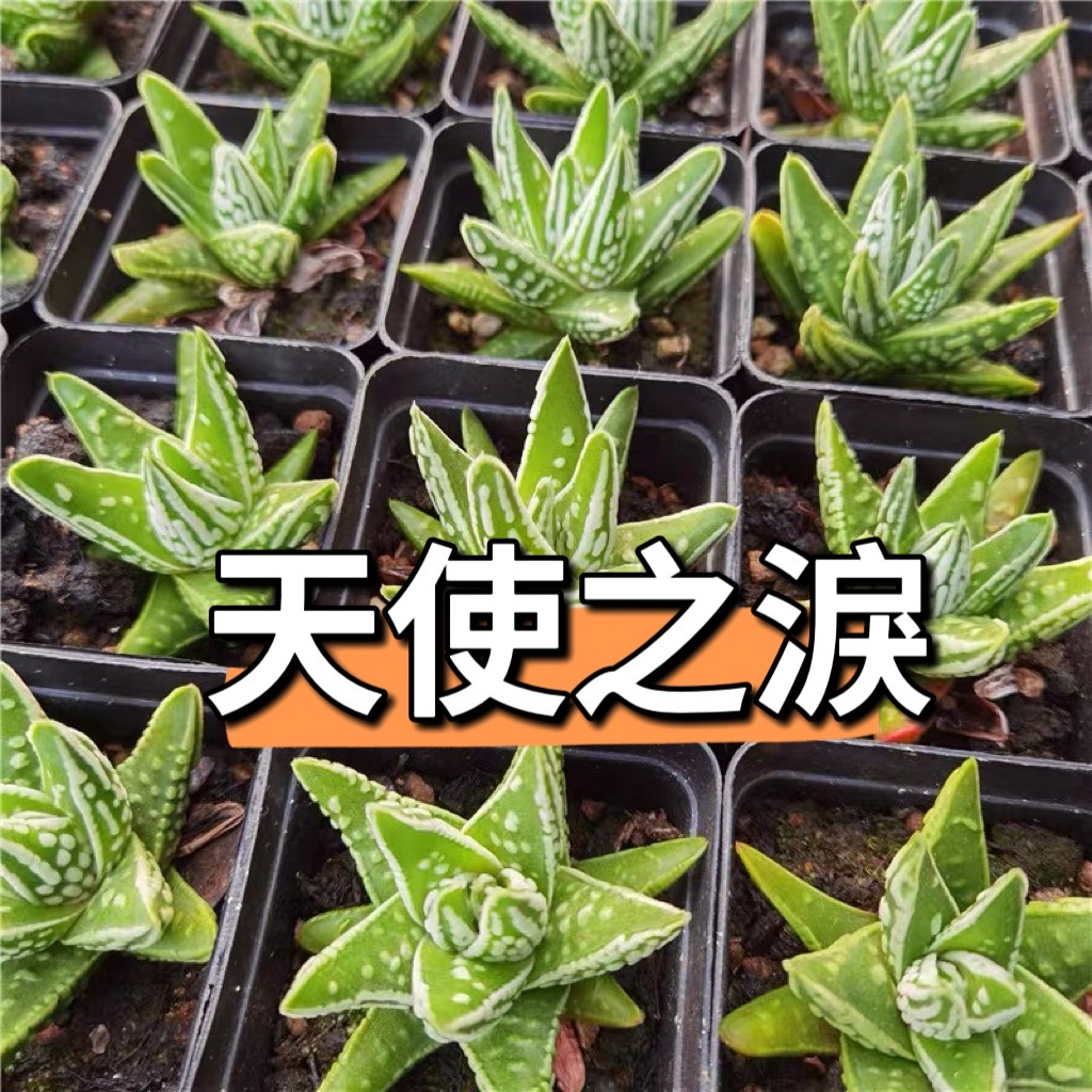 ↠有植感↞ ▮天使之淚▮ 多肉 多肉植物 百合科 番杏科 景天科 百合科 生石花 塊根 觀葉植物 植栽 植物