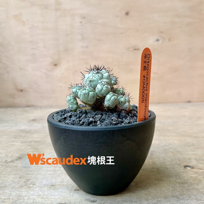 珍稀多肉植物 仙人掌 Ortegocactus macdougalii 帝王龍