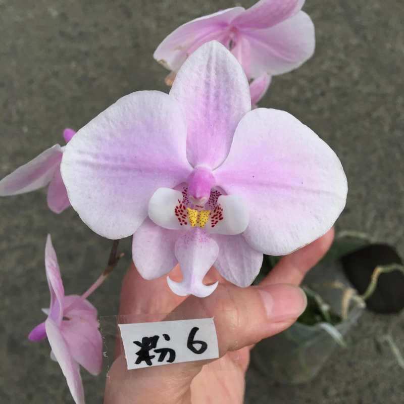 原生種西蕾麗實生2.5吋Phal. schilleriana