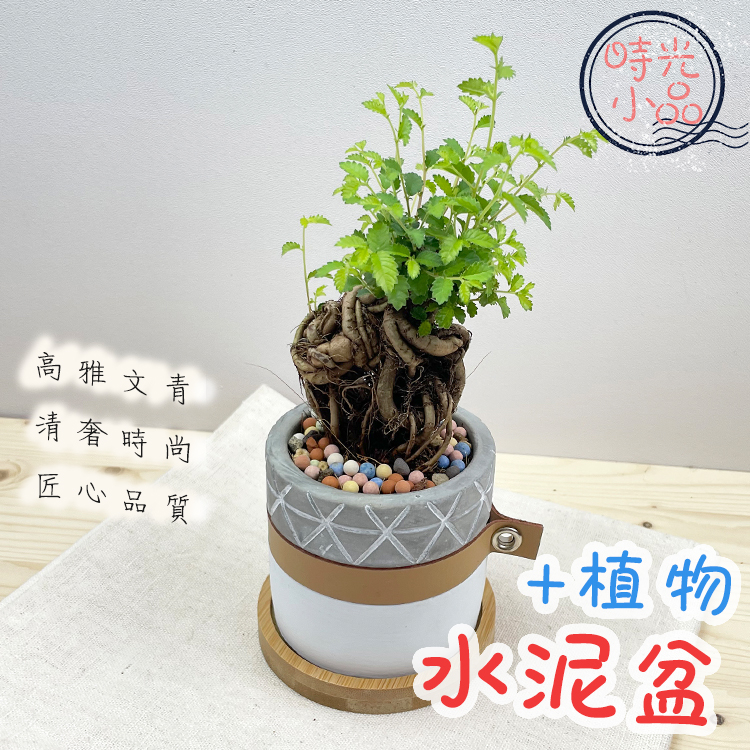 【時光小品】晶鑽羅漢松 榆樹 銀龍觀音蓮【現貨】土耕盆栽 白底水泥盆 造型盆栽 觀葉植物 室內植物 室內盆栽 水泥花盆