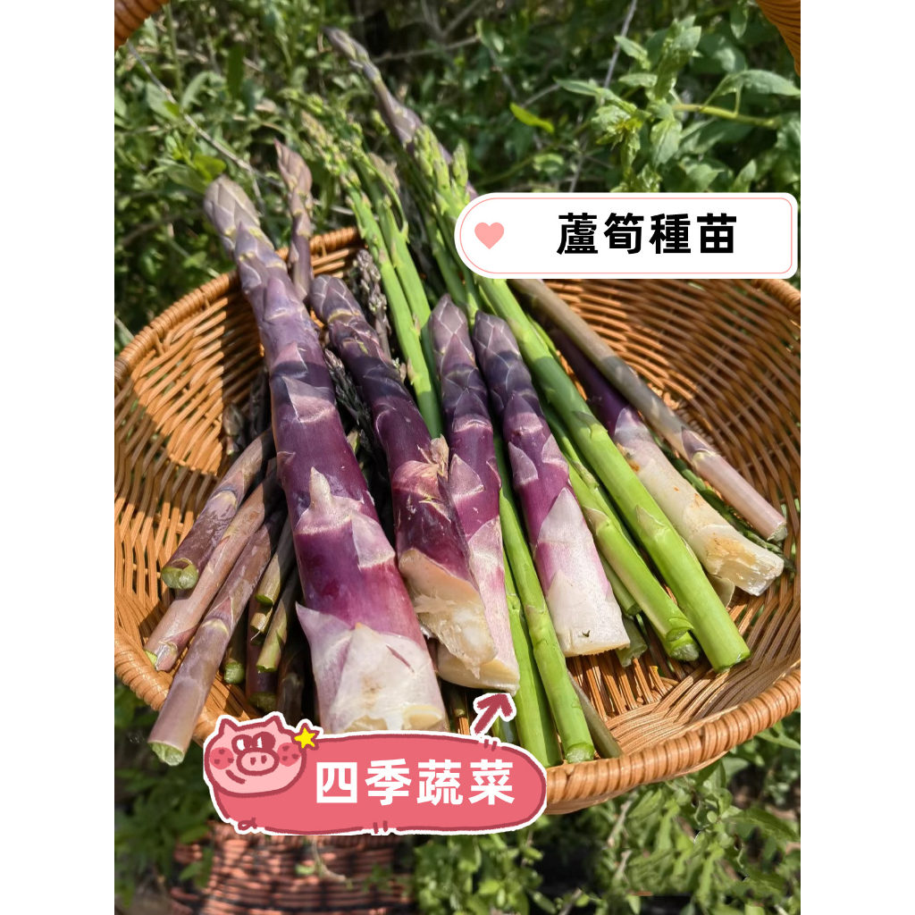 💖蘆筍種根Asparagus officinalis L. 多年生老苗蘆筍根莖 蘆筍蔬菜根莖 三色水果蘆筍 全年種植