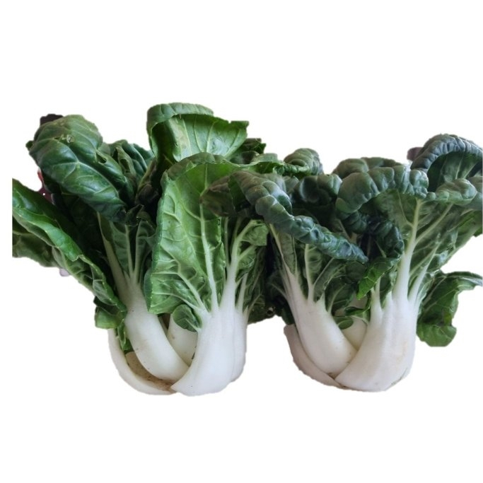 【1磅裝蔬菜種子P169】新白冠奶白菜~ 葉深青綠，皺葉，品質特佳，肉質鮮美細緻無纖維，播種後約15至20天左右可收穫，