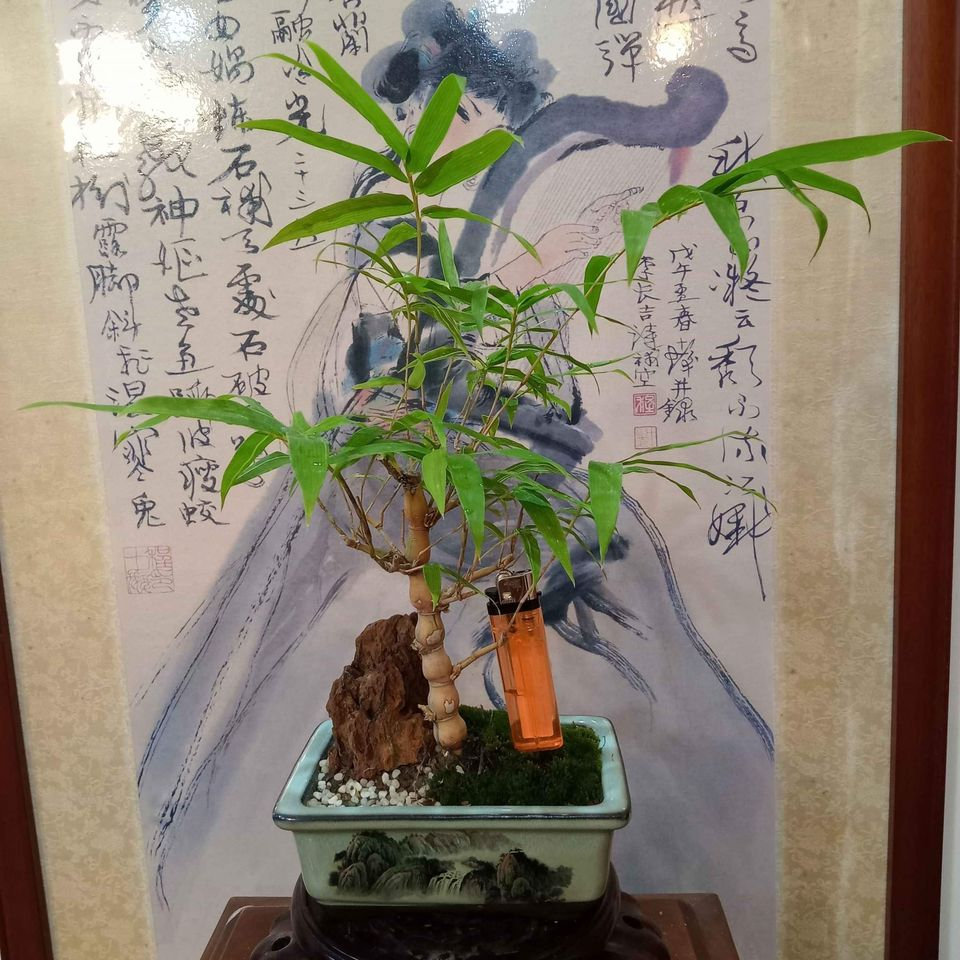 【Michelle的店】 68G-「金絲葫蘆竹」精品盆栽，清新脫俗  步步高升附石