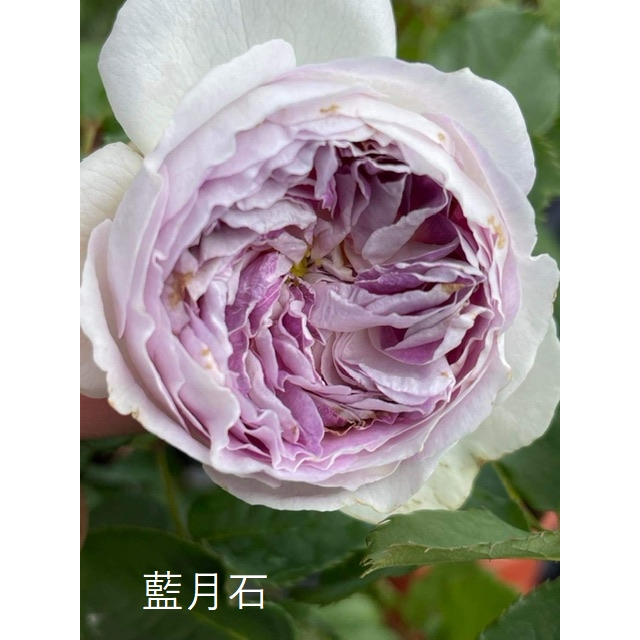 藍月石 玫瑰 三吋花苗