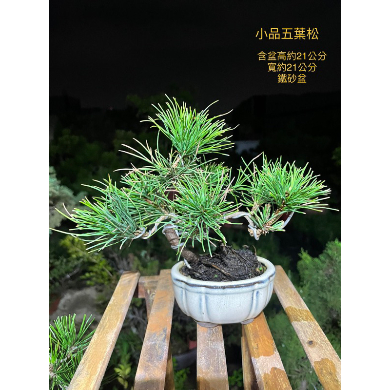 「藝樹植栽」小品盆栽-五葉松-造型盆栽