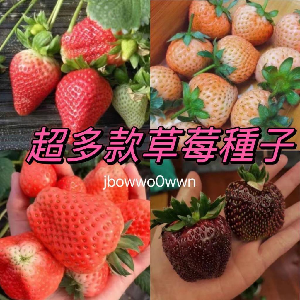 ✨超多款 草莓種子 丹東草莓 紅顏草莓 奶油草莓 黃心草莓 爬藤草莓 可食用 四季開花結果 陽台庭院種植✨