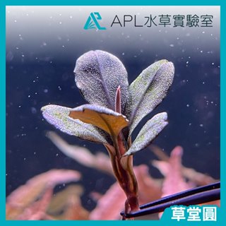 APL水草實驗室 - 草堂圓 辣椒榕 神秘草 水中葉