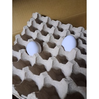雞蛋紙漿盒(30格)