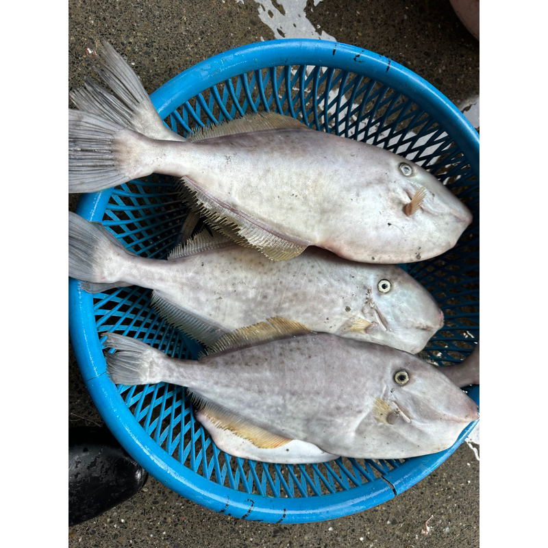 「現」藍海鮮魚-大溪漁港每日現撈「剝皮魚」
