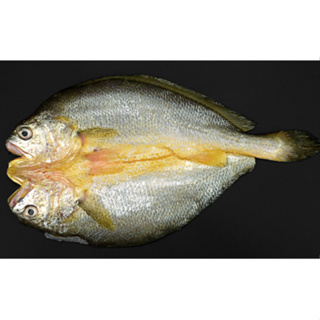 【奧利奧生鮮】黃魚一夜干／黃魚／魚／一夜干／海鮮／240g