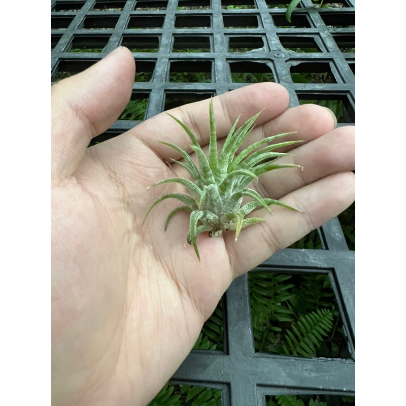 空氣鳳梨-墨西哥斑馬小精靈 Tillandsia ionantha Mexico Zebrina