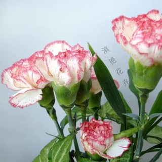 ❀臺灣當天發貨❀康乃馨花種子 高幹大花重辦庭院四季開花康乃馨花種子易種植易養活