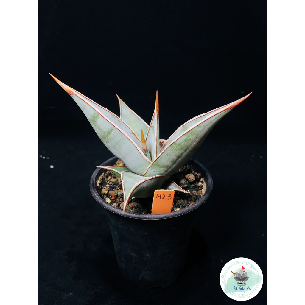 姬鮑魚_虎尾蘭_新手必收_室內植物🔹Sansevieria Pinguicula🌵肉仙人