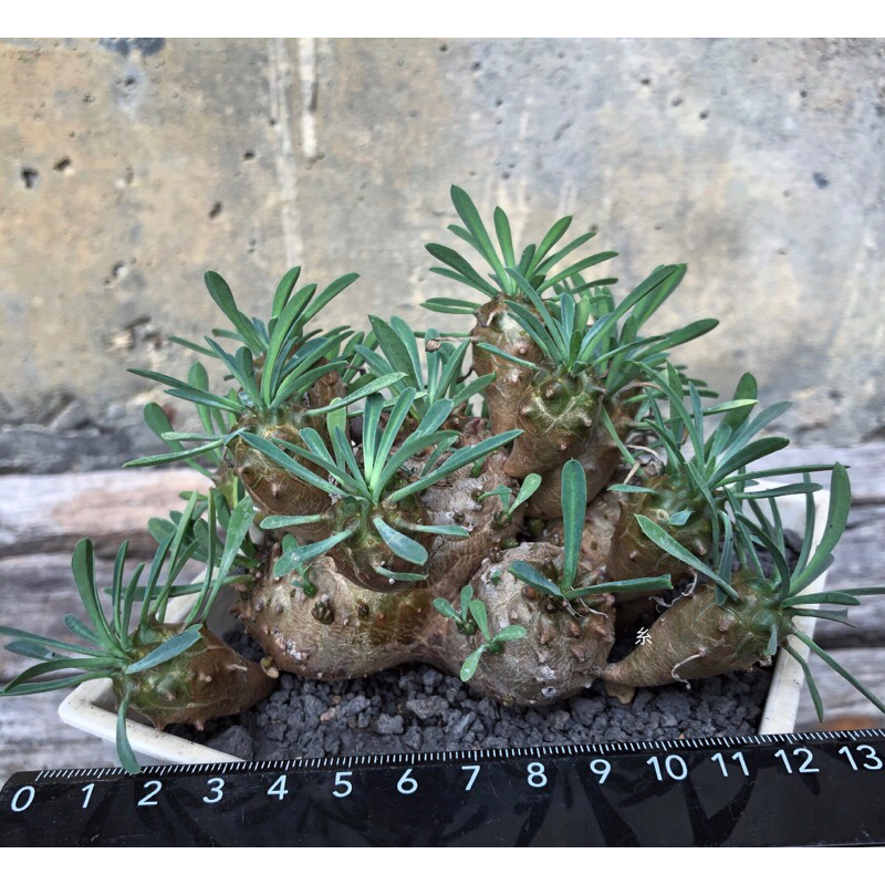 糸·嶼 / Euphorbia Bupleurifolia x Susannae 變異連體 - 大戟 / 多肉 植物