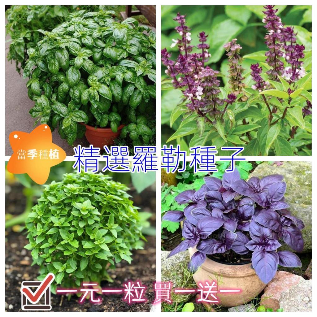 甜羅勒的價格推薦 - 2023年11月| 比價比個夠BigGo