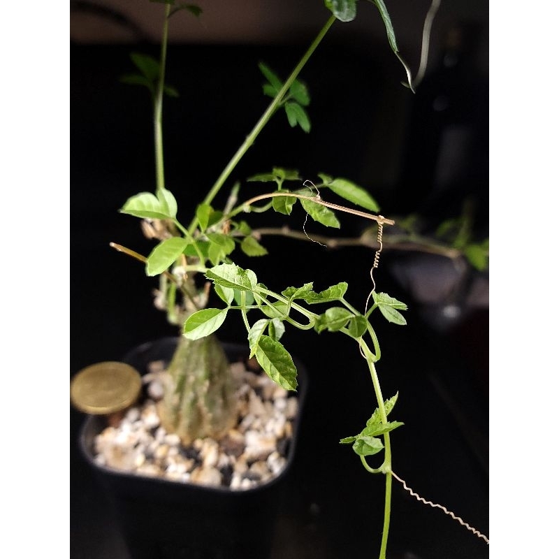 [仙人掌花園]  塊根植物 Momordica rostrata 沙漠苦瓜(實生)