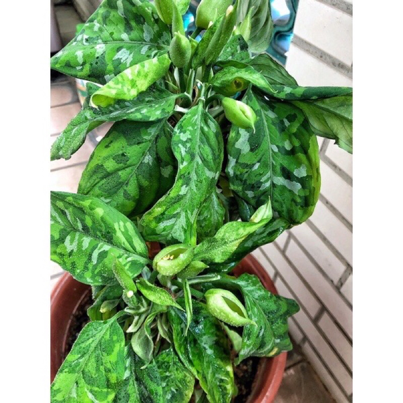∥ 迷彩粗肋草Aglaonema pictum tricolor  ∥ 穩根、三色美斑文青植物必備款/療癒雨林觀葉植物