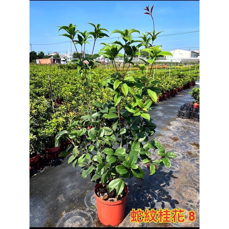 霏霏園藝蛇紋桂花8吋560元原價700元
