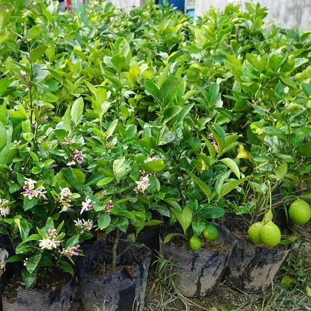 香水檸檬樹苗 檸檬樹苗 食用青檸檬種子 四季盆栽檸檬小苗成活率95%