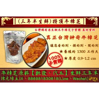 【百年永續健康芝王】牛樟芝(三年半特頂) 生鮮品 (37.5g /1兩)私訊享優惠價
