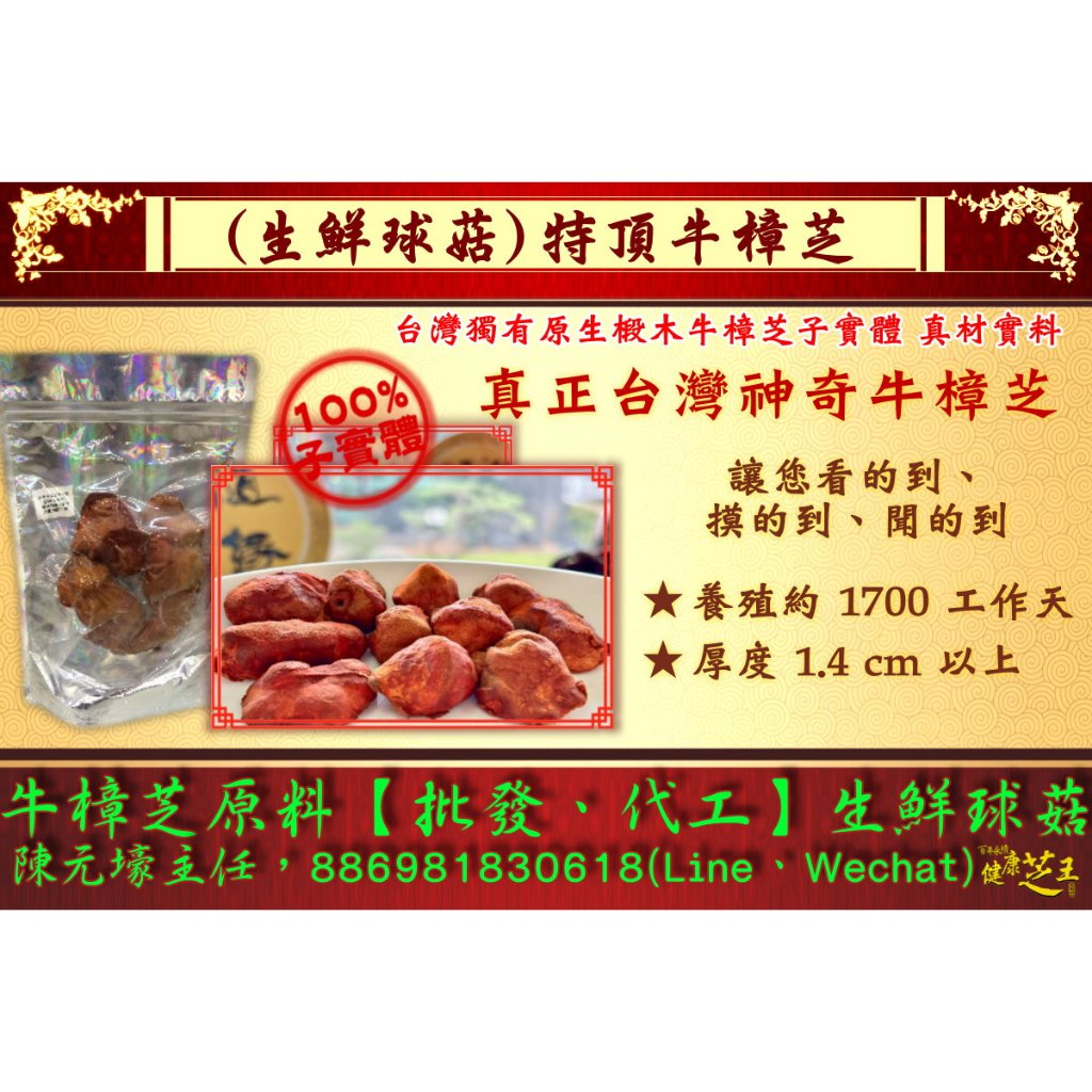 【百年永續健康芝王】牛樟芝(特頂球菇) 生鮮品 (37.5g /1兩)