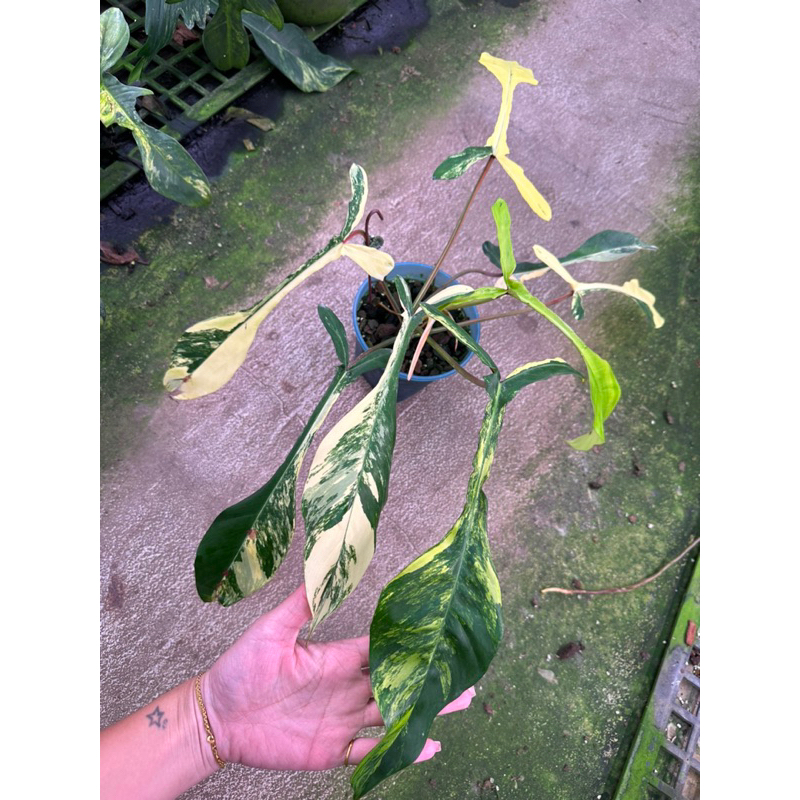 🩷植濁觀葉植物🩷 斑葉丁字褲蔓綠絨 Philodendron joepii 意者私