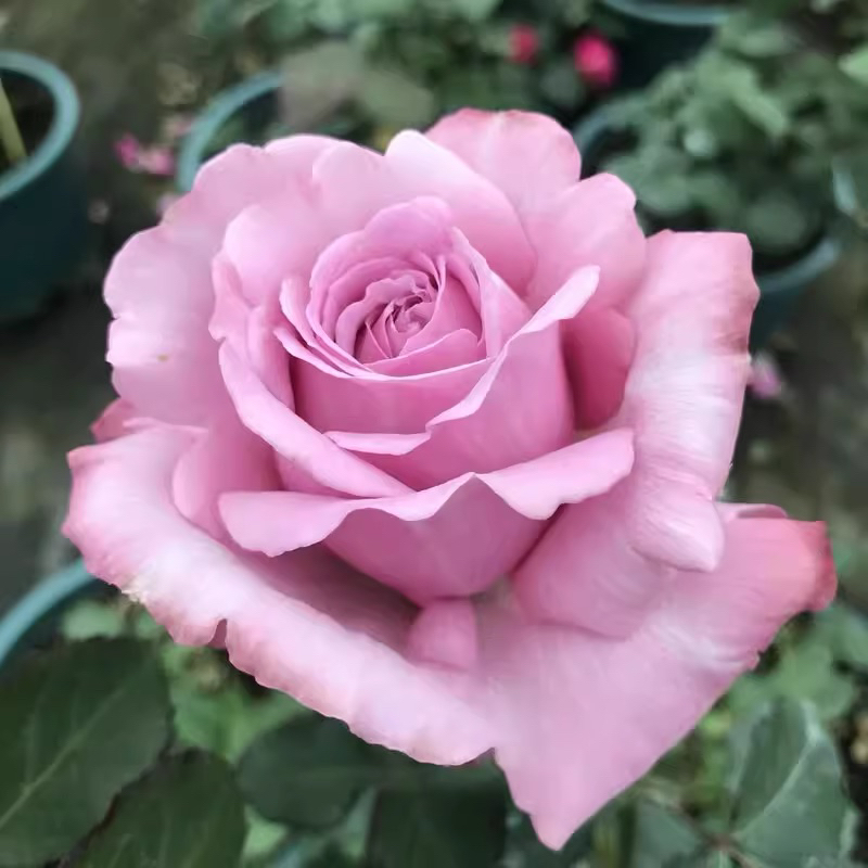 ⭐️玫瑰⭐️[河本魅力] 玫瑰苗-日本河本純子育出