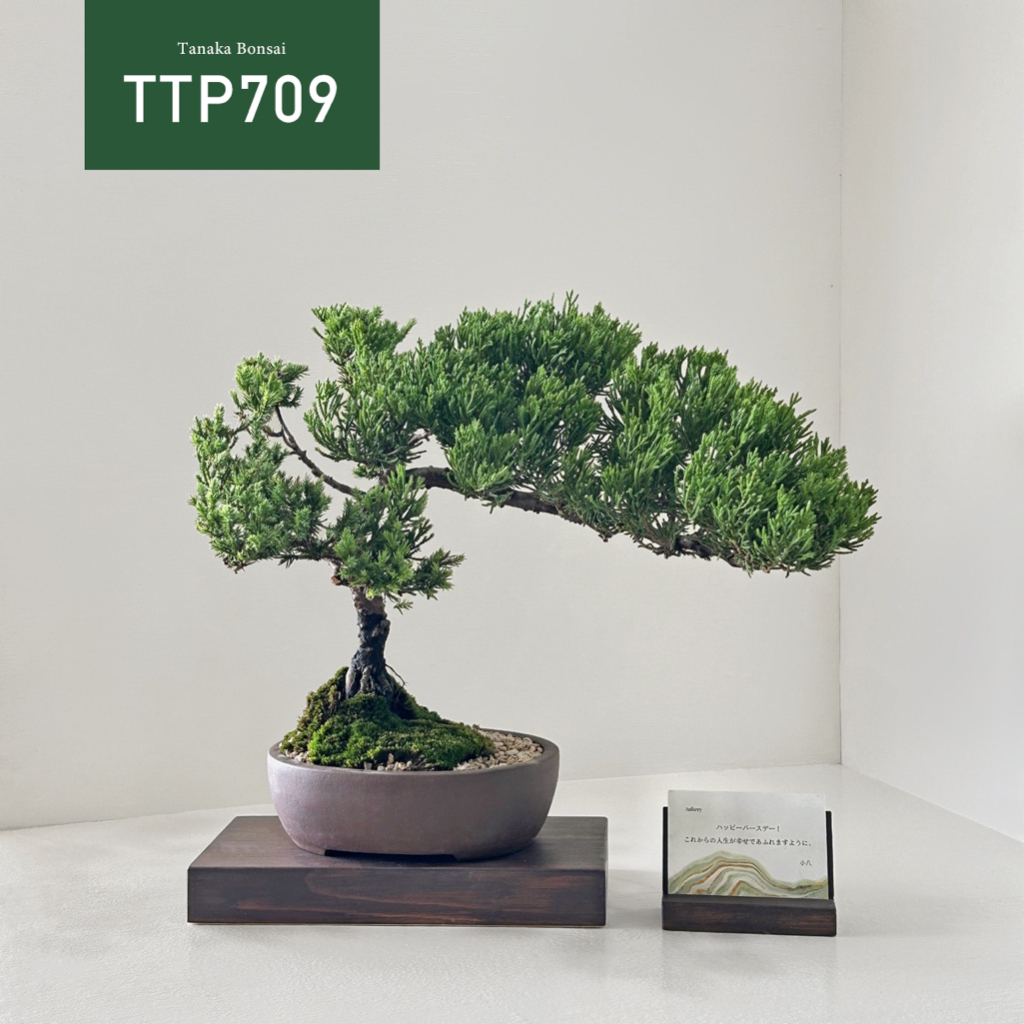 【Tanaka Bonsai】TTP709 台灣真柏盆景(不含木墊片）｜松柏盆栽