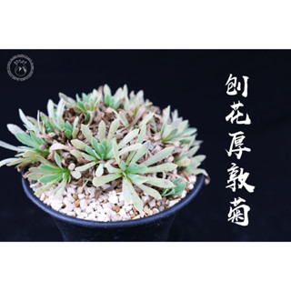 刨花厚敦菊 Othonna retrorsa 原產塊根 塊根植物 盆栽 塊根 療癒 陽臺植物 植栽 園藝