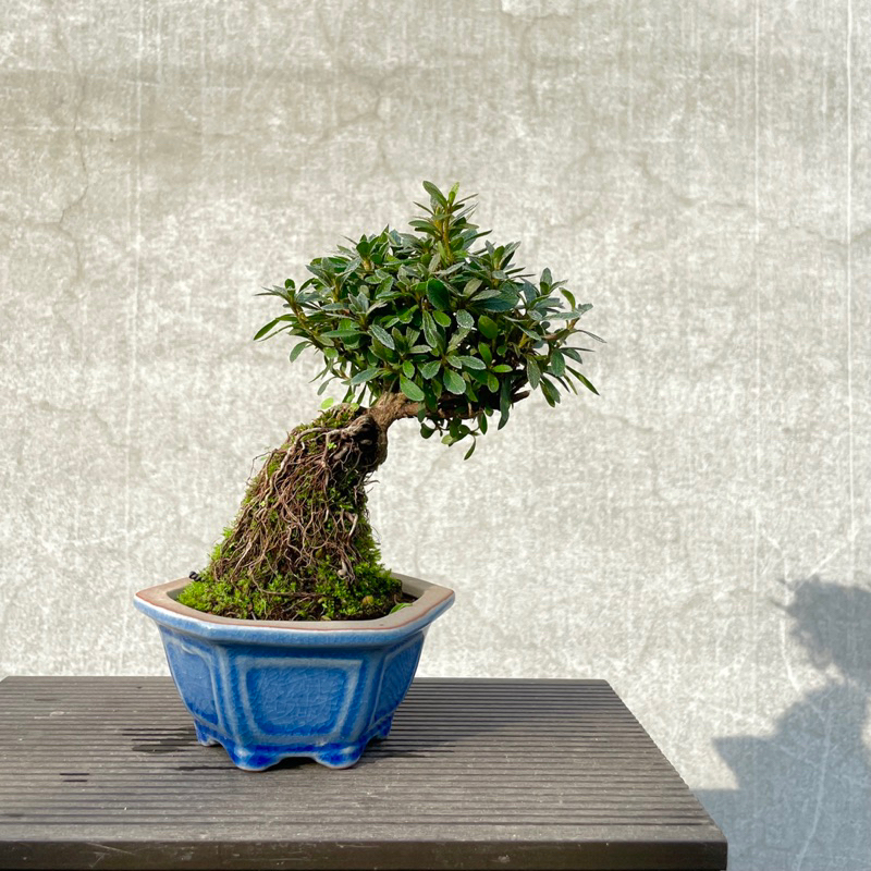 《野趣小品盆栽》日本杜鵑·皋月杜鵑（高豊の光）