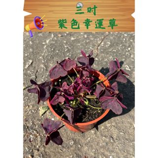 【紫蝴蝶酢漿草】/愛國/三吋盆/紫色幸運草
