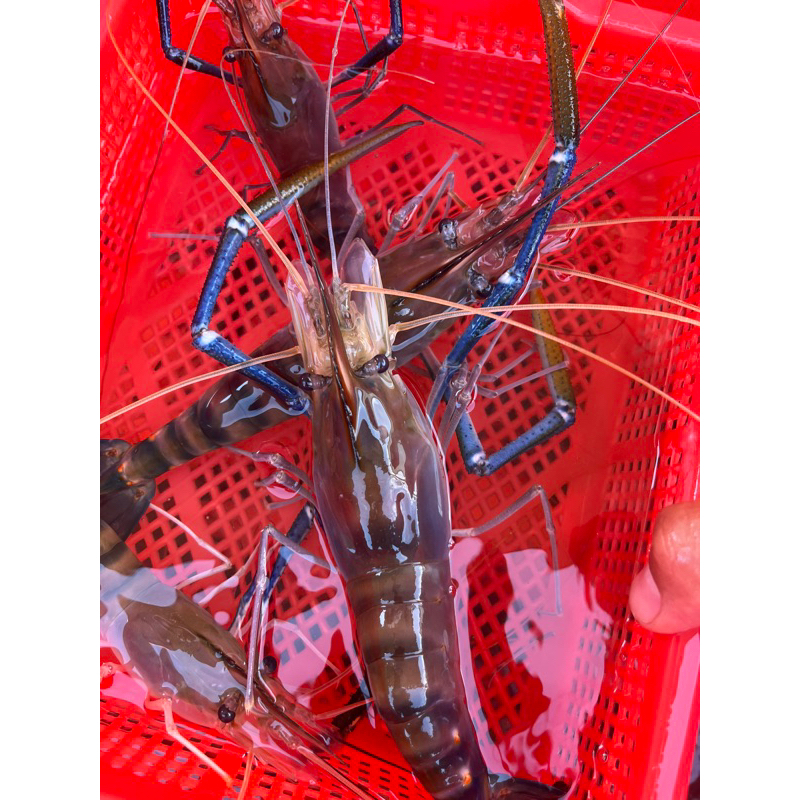 泰國蝦（公.母.紅頭.綜合）ㄧ斤280元～450元