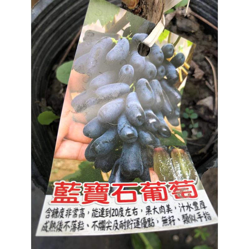 藍寶石 葡萄 /6吋～扦插果樹苗木🍇