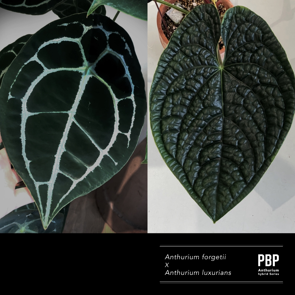 ❰ PBP ❱ 圓基花燭交奢華火鶴 forgetii X luxurians | 自育實生 | 火鶴交種 | 雨林植物