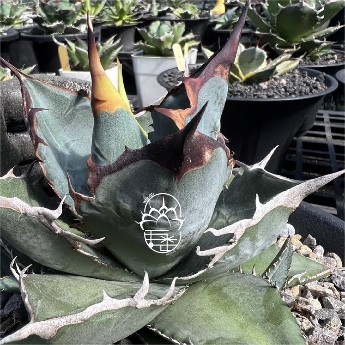 アガベ 『巧克力之吻 チョコレートのキス』 アガベ チタノタ ホワイト