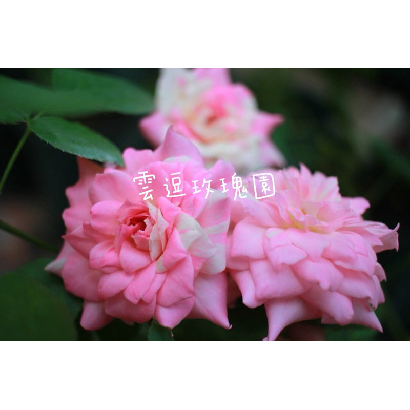 玫瑰花🌹日本河本.絞紋.法式千層酥玫瑰🌹使用玫瑰專用土.月季玫瑰花