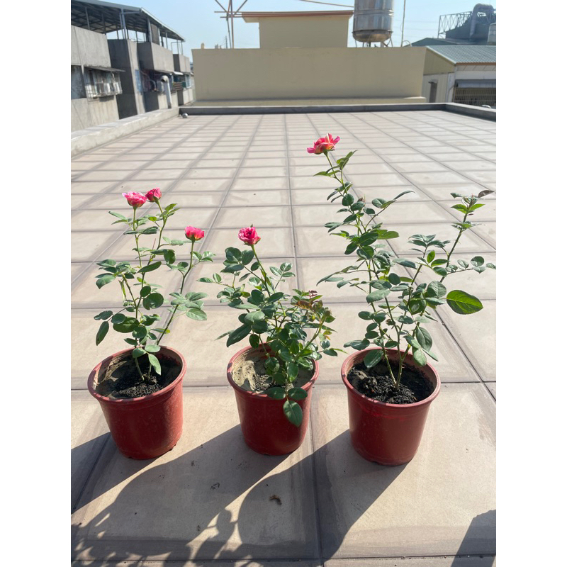西諾的頂樓花園🌹玫瑰花《莫內/莫奈》，條紋玫瑰，4吋盆