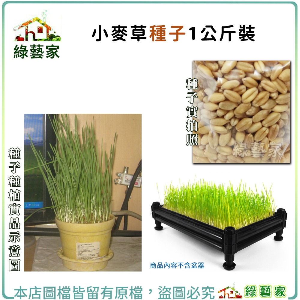 【綠藝家】小麥草種子1公斤1000克裝(長成攪汁飲用含有營養豐富，貓咪兔子也可食用的貓草)
