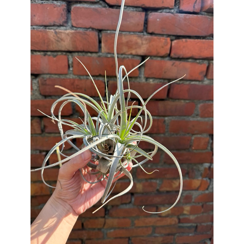 空氣鳳梨 羅倫特 Tillandsia lorentziana Griseb. 羅倫斯 勞倫斯 叢生