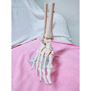人體腳關節模型 腳解剖模型 足部護理模型 腳關節功能模型 無韌帶