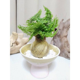 《Kamata🌈》🌲波士頓腎蕨(復古高腳瓷器底盆) 苔球🌲密葉蕨 蕾絲蕨 觀葉植物 可吊掛居家小品 桌上型苔球