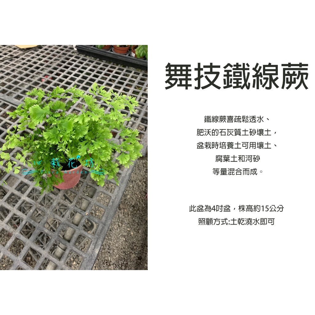 心栽花坊-舞技鐵線蕨/綴化鐵線蕨/4吋/蕨類/綠化植物/室內植物/觀葉植物/蕨類/售價300特價250