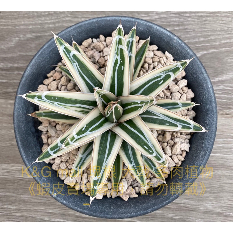 冰山笹之雪 龍舌蘭 AGAVE 嚴龍  《療癒、舒壓》（側芽、頂芽）#塊根#大戟#多肉植物#K&G