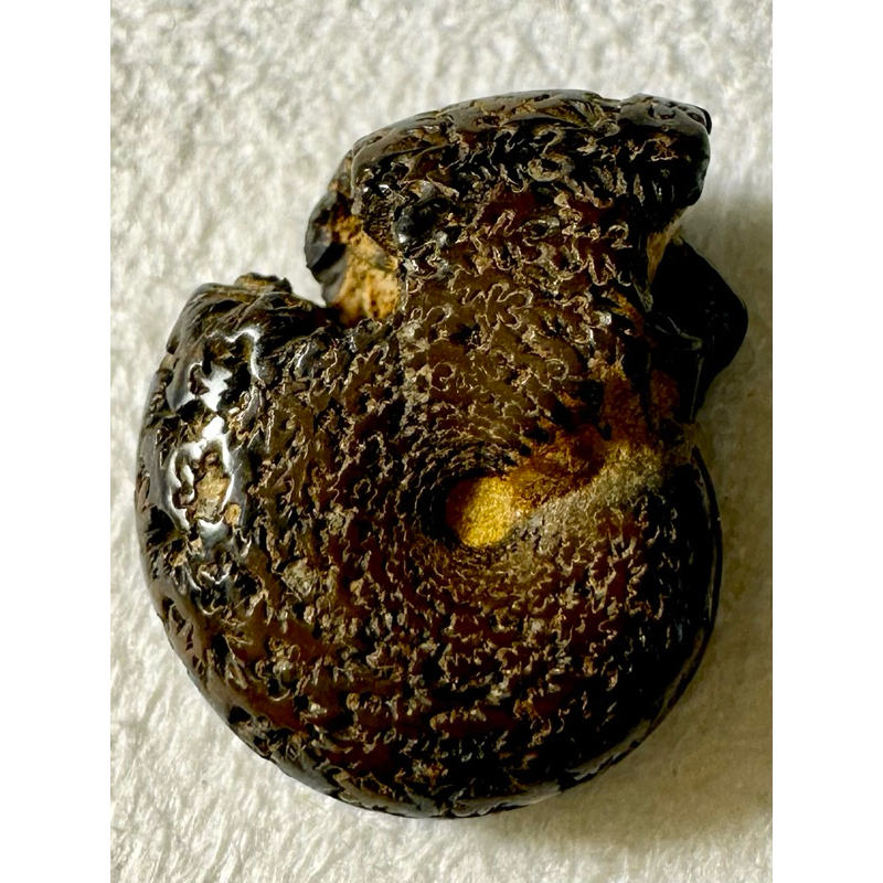 [菊石化石]褐鐵礦化菊石-L038-摩洛哥化石