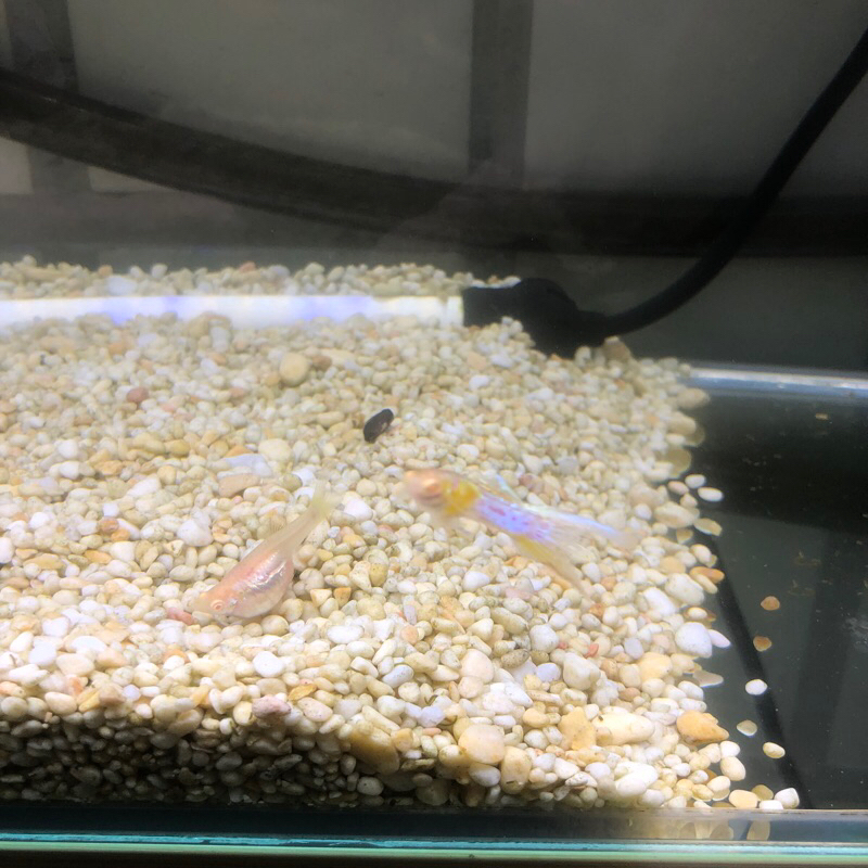 日本藍白子双劍孔雀魚飼料