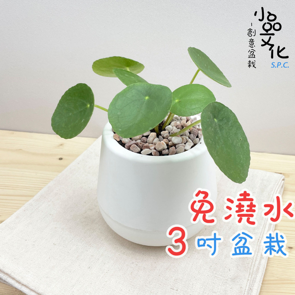 【小品文化】鏡面草【現貨】3吋雪胖免澆水盆栽 懶人盆栽 觀葉植物 室內植物 自動吸水 創意花盆 居家辦公盆花