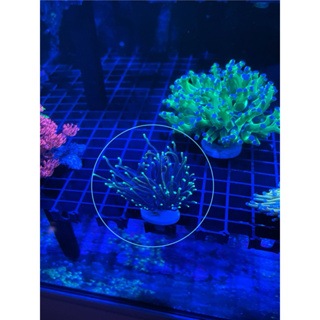 海水珊瑚珊瑚《金米粉》（價格已含保麗龍箱）